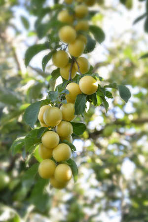 ripe organic plums の写真素材