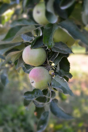 idared apple on a branch in begining of august,macedoniaの写真素材