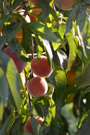 Organic Ripe peaches  on branchの写真素材