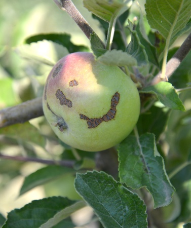 idared apple on a branch in begining of august,macedoniaの写真素材