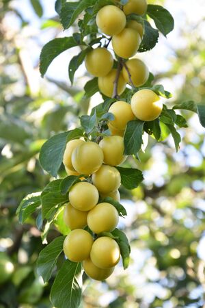 Organic Ripe Plums on branchの写真素材