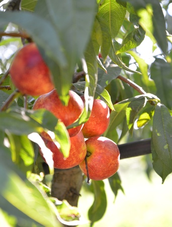 Organic Ripe peaches  on branchの写真素材