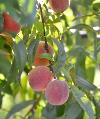 Organic Ripe peaches  on branchの写真素材
