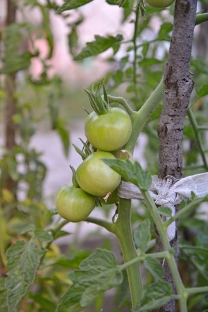 organicの写真素材