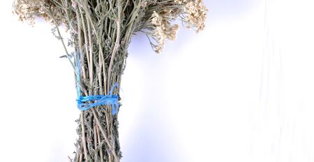 Dreid White Elderberry flowers on white backgroundの写真素材