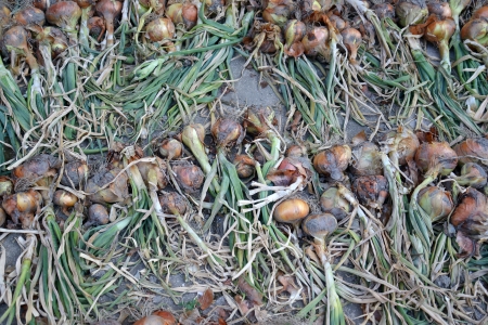 organic onionの写真素材
