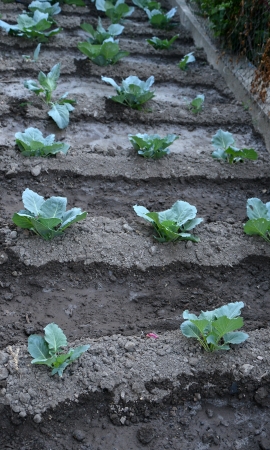 organic vegetables on a black soilの写真素材