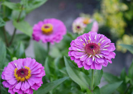 Colorful gerberas in a gardenの写真素材