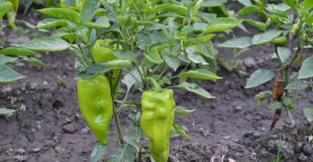 organic pepperの写真素材
