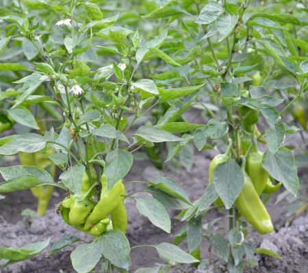 organic pepperの写真素材