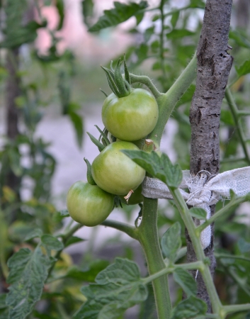 organic tomatoの写真素材