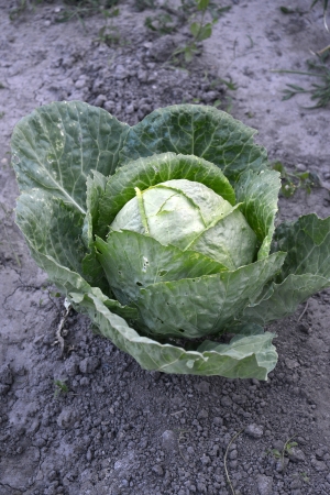organic cabbage on soilの写真素材