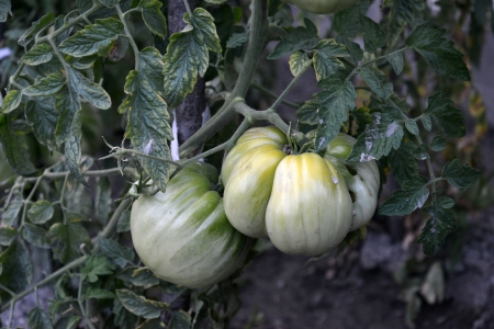 organic tomatoesの写真素材