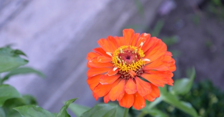 colorful gerberas の写真素材