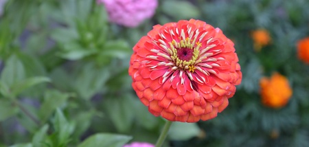 colorful gerberas の写真素材