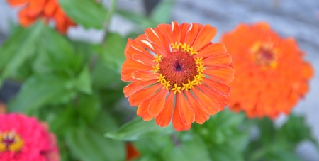 colorful gerberas の写真素材