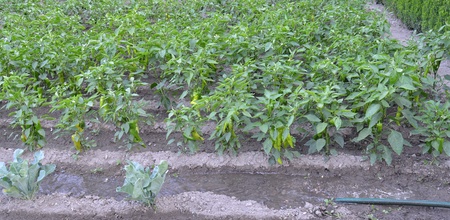 organic paprikas from macedonia の写真素材