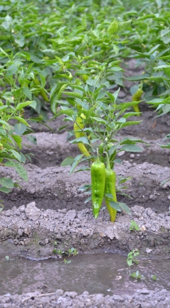 organic paprikas from macedonia の写真素材