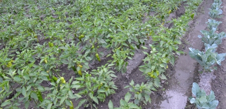 organic paprikas from macedonia の写真素材