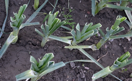 organic leek from macedonia の写真素材