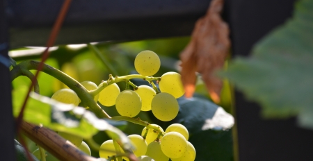 golden harvestの写真素材