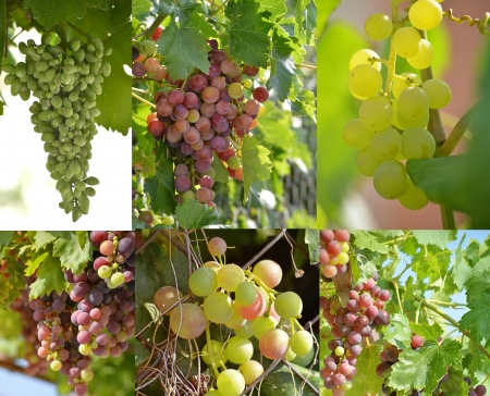 golden harvest, collageの写真素材