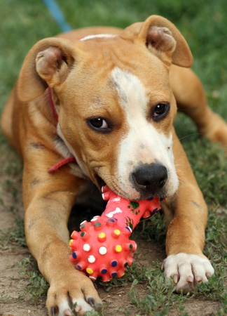 Staffordshire terrierの写真素材