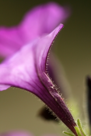 close up of purple flowerの写真素材