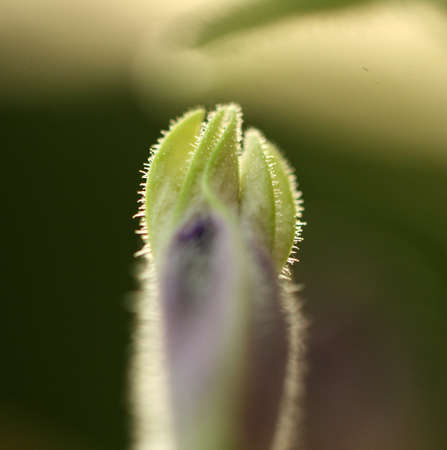 close up of purple flowerの写真素材