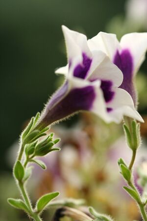 close up of purple flowerの写真素材