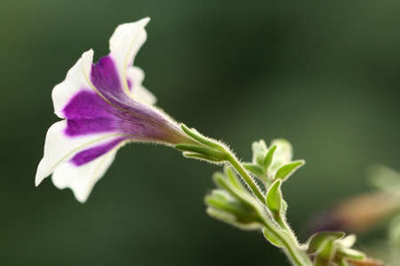close up of purple flowerの写真素材