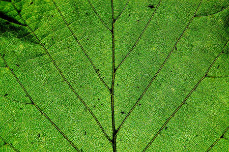 green leaf, macro, texture of