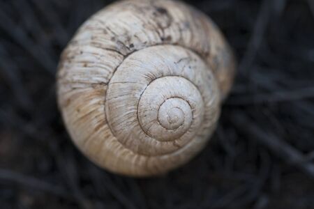 snail houses after bushfireの写真素材