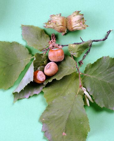 Hazelnuts                    の写真素材