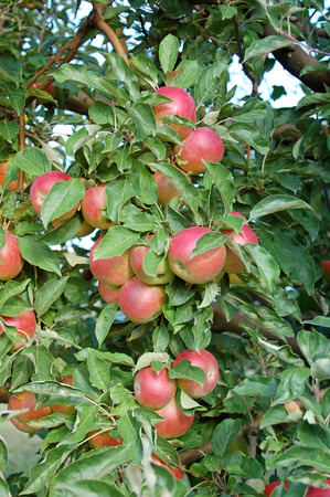 Fresh ripe apples in orchardの写真素材
