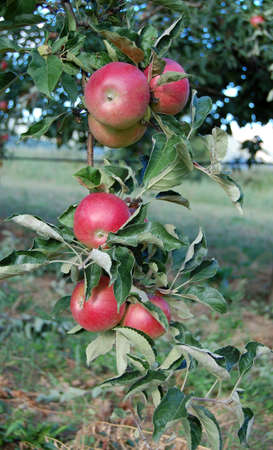 Fresh ripe apples in orchardの写真素材