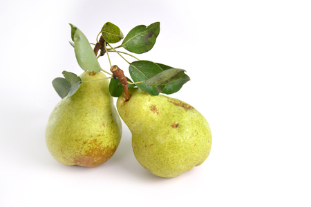 two ripe pears on whiteの写真素材