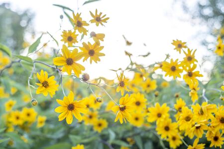 Yellow flowersの写真素材