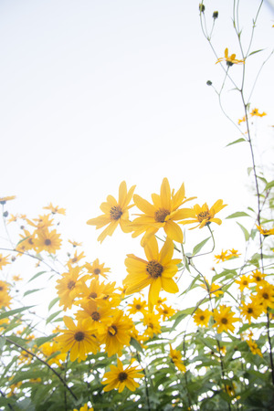 Yellow flowers
