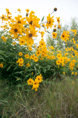 Yellow flowersの写真素材