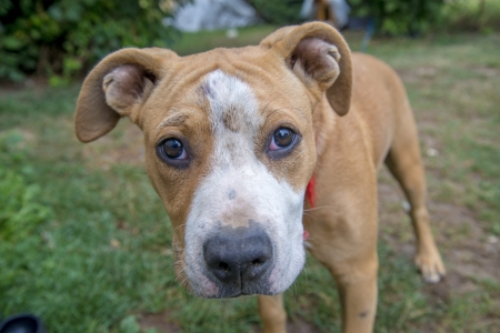 American Staffordshire Terrierの写真素材