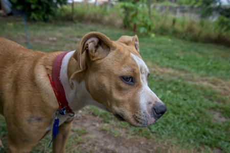 American Staffordshire Terrierの写真素材