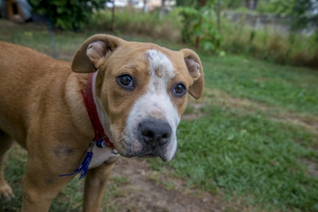 American Staffordshire Terrierの写真素材