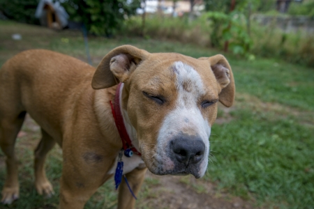 American Staffordshire Terrierの写真素材