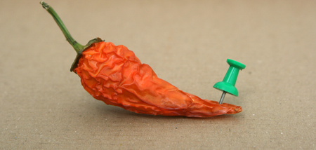 Hot red chiliの写真素材