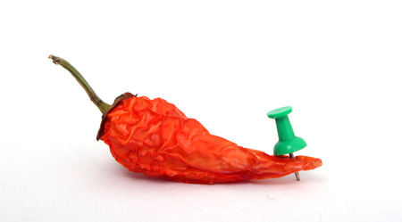 Hot red chiliの写真素材