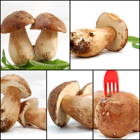muchrooms, boletus edulisの写真素材
