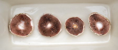 just harvested mushroomsの写真素材