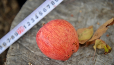 Tape measure and organic appleの写真素材