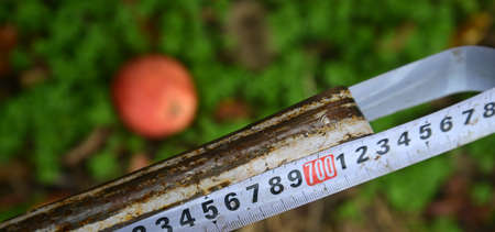 Tape measure and organic appleの写真素材